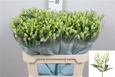 <h4>Alstroemeria flor. 'White Pearls'</h4>