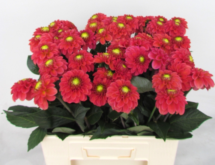 <h4>DAHL BALL ORANGE FOX</h4>