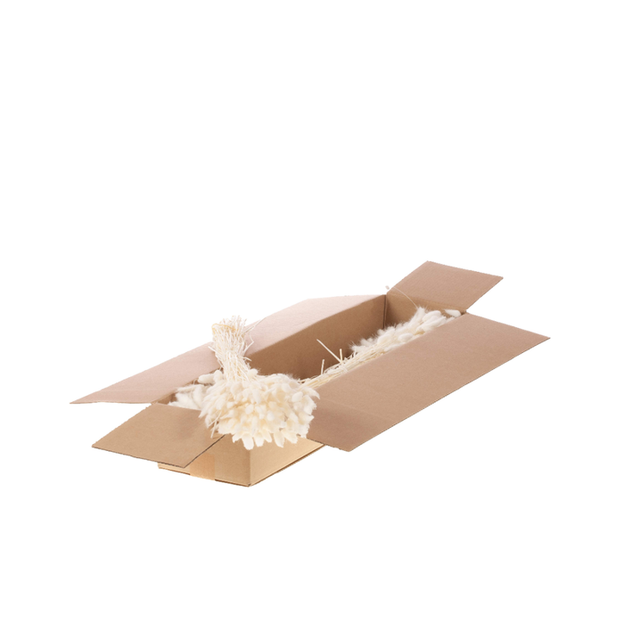 <h4>LAGURUS OVATUS SB BLEACHED WHITE</h4>