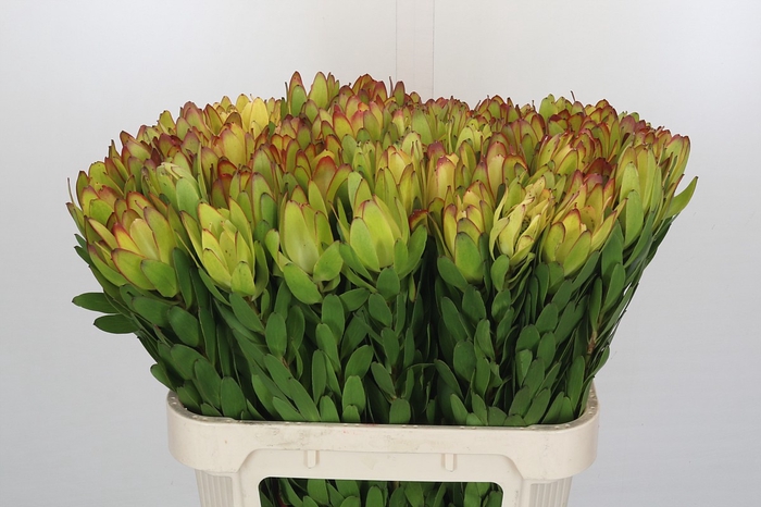 <h4>Leucadendron Goldstrike</h4>