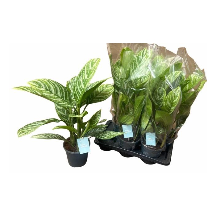 <h4>AGLAO STRIPES</h4>