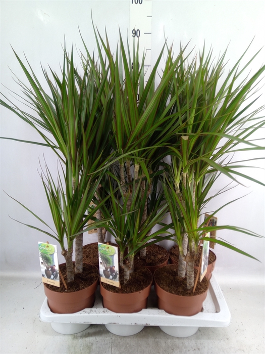 <h4>Dracaena marg.</h4>