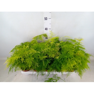 Asparagus setaceus