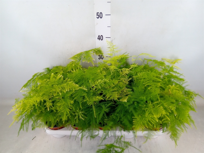 <h4>Asparagus setaceus</h4>
