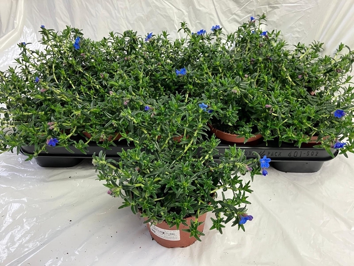 <h4>GLANDO DIFFUSA</h4>