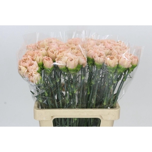 Dianthus St Lege Marrone