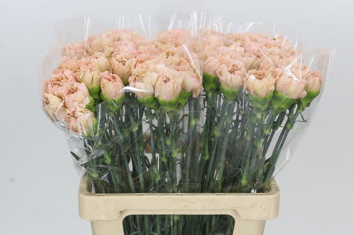 <h4>Dianthus St Lege Marrone</h4>