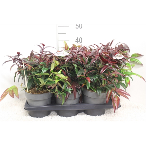 <h4>Leucothoe Carinella P17 potgekweekt</h4>