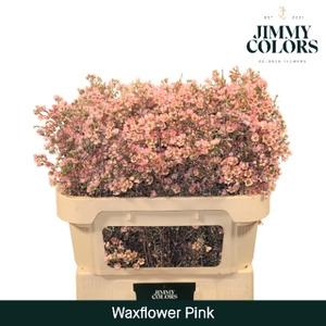 Waxflower L70 Klbh. Roze