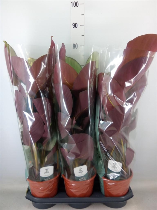 <h4>Calathea   ...</h4>