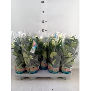 Stephanotis floribunda   ...