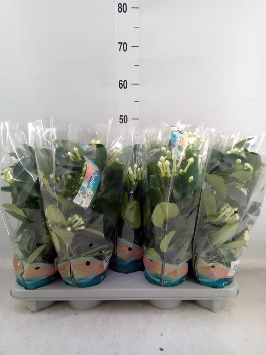 <h4>Stephanotis floribunda   ...</h4>