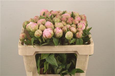 <h4>Paeo L Cath Fontijn</h4>