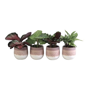 CALATHEA MIX P6 L 65841