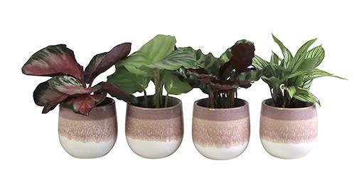 <h4>CALATHEA HYBRIDA p6 L 65841</h4>