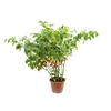 PIMENTA BIQUINHO P24