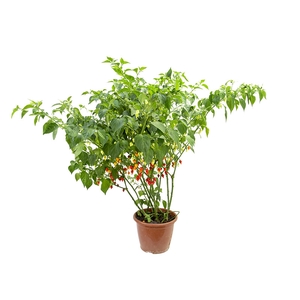 PIMENTA BIQUINHO P24