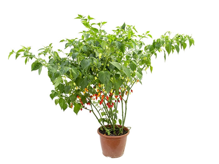 PIMENTA BIQUINHO P24