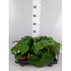 Peperomia polybotrya 'Raindrop'