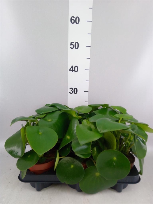 <h4>Peperomia polybotrya 'Raindrop'</h4>