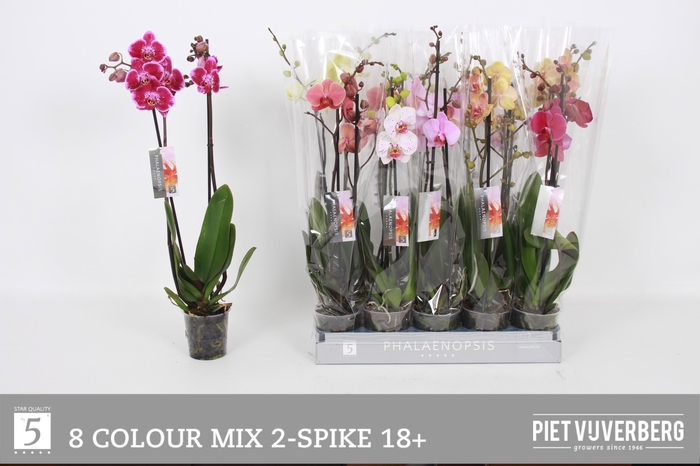 <h4>PHAL GEM 8 KL</h4>