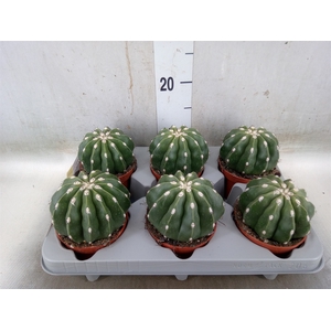 Cactus   ...