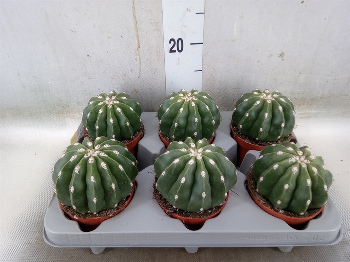 <h4>Cactus   ...</h4>