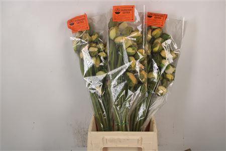 <h4>Papaver. Creme Per Stem</h4>