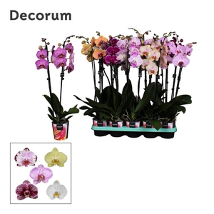 Phalaenopsis 2 tak Decorum 18+ mix