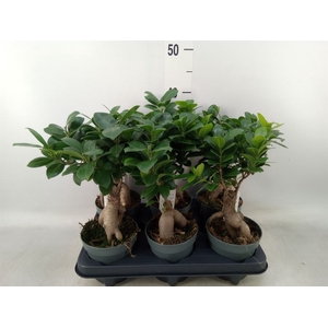 Ficus microcarpa 'Ginseng'