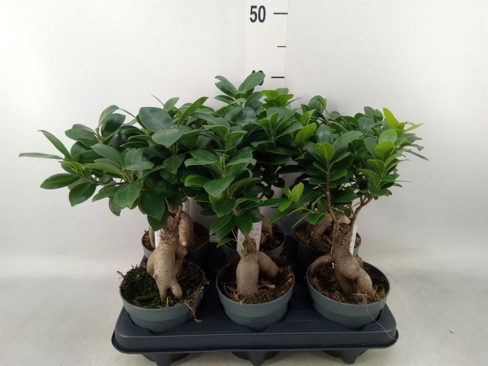 <h4>Ficus microcarpa 'Ginseng'</h4>