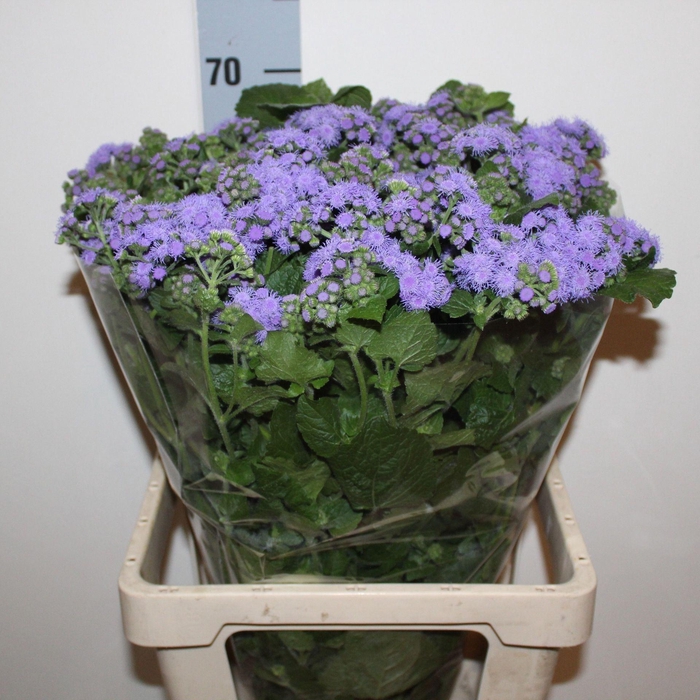 <h4>AGERATUM BLUE PLANET AGER H BLUE PL</h4>