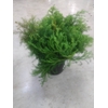 CEDRUS LIBANI