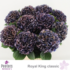 HYDR M ROYAL KING CL