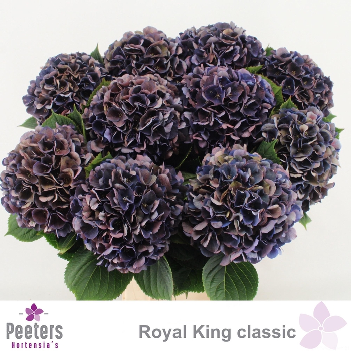 <h4>HYDR M ROYAL KING CL</h4>