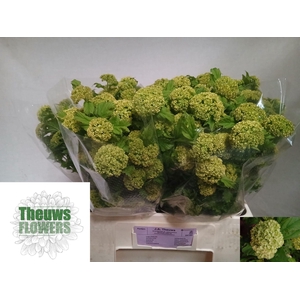 VIBURNUM ROSEUM (SNEEUWBAL)