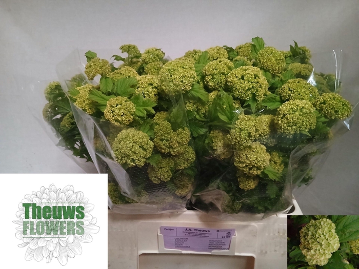 <h4>VIBURNUM ROSEUM (SNEEUWBAL)</h4>