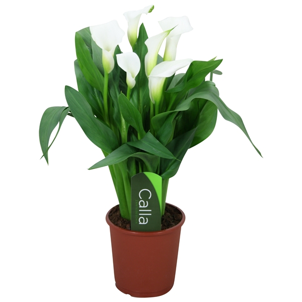 Zantedeschia Fresco Calla wit met etiket