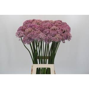 Allium Pink Jewel