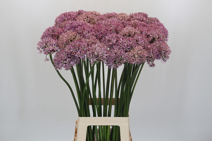 <h4>Allium Pink Jewel</h4>