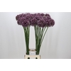Allium Purple Mystery