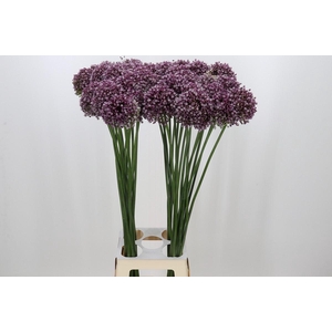 Allium Purple Mystery