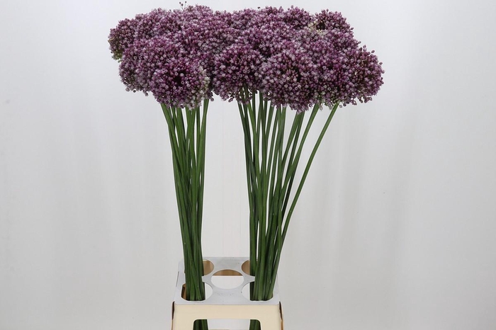 <h4>Allium Purple Mystery</h4>