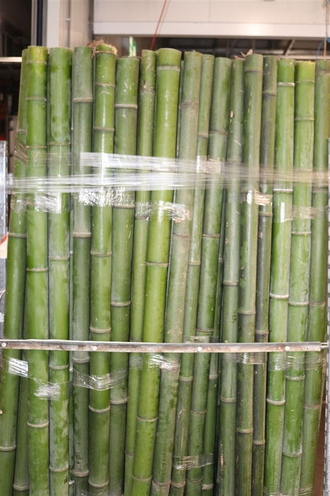 Bamboo 60/70 2 M Phyllostachys
