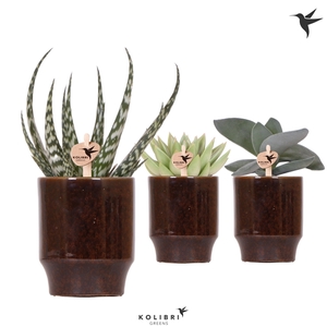 Kolibri Greens Succulent mix in Classy pot brown