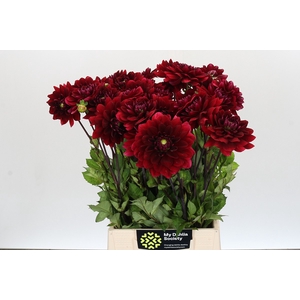 Dahlia Red Runner