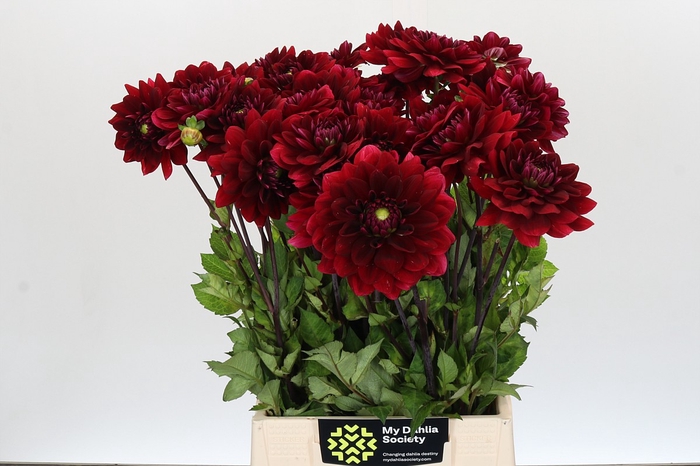 <h4>Dahlia Red Runner</h4>