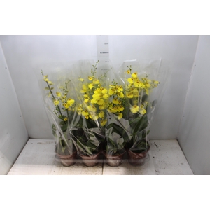 ONCIDIUM ALOHA P15