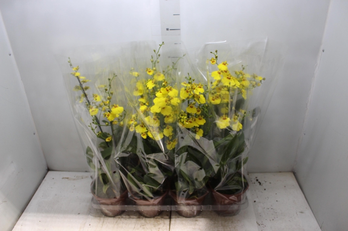 <h4>ONCIDIUM ALOHA P15</h4>