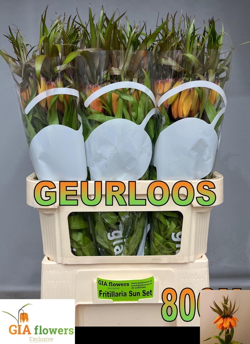 <h4>FRIT SUNSET</h4>